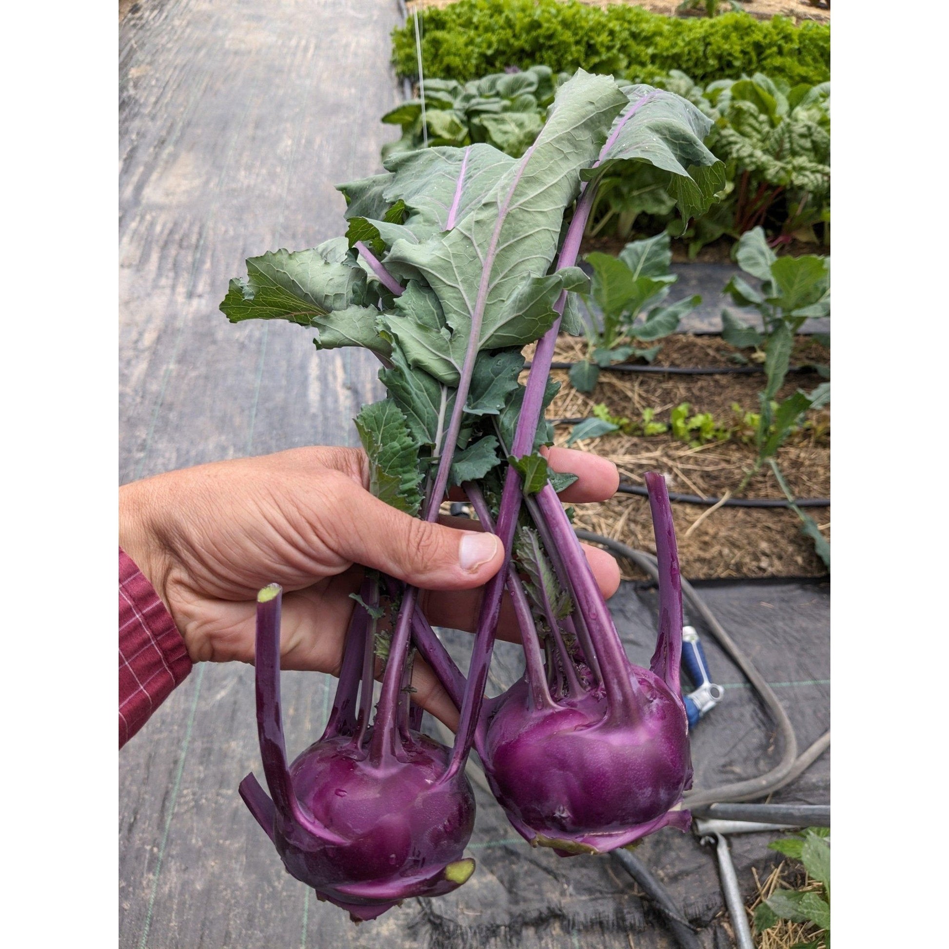 Soil - Grown Kohlrabi - Nutrient Farm