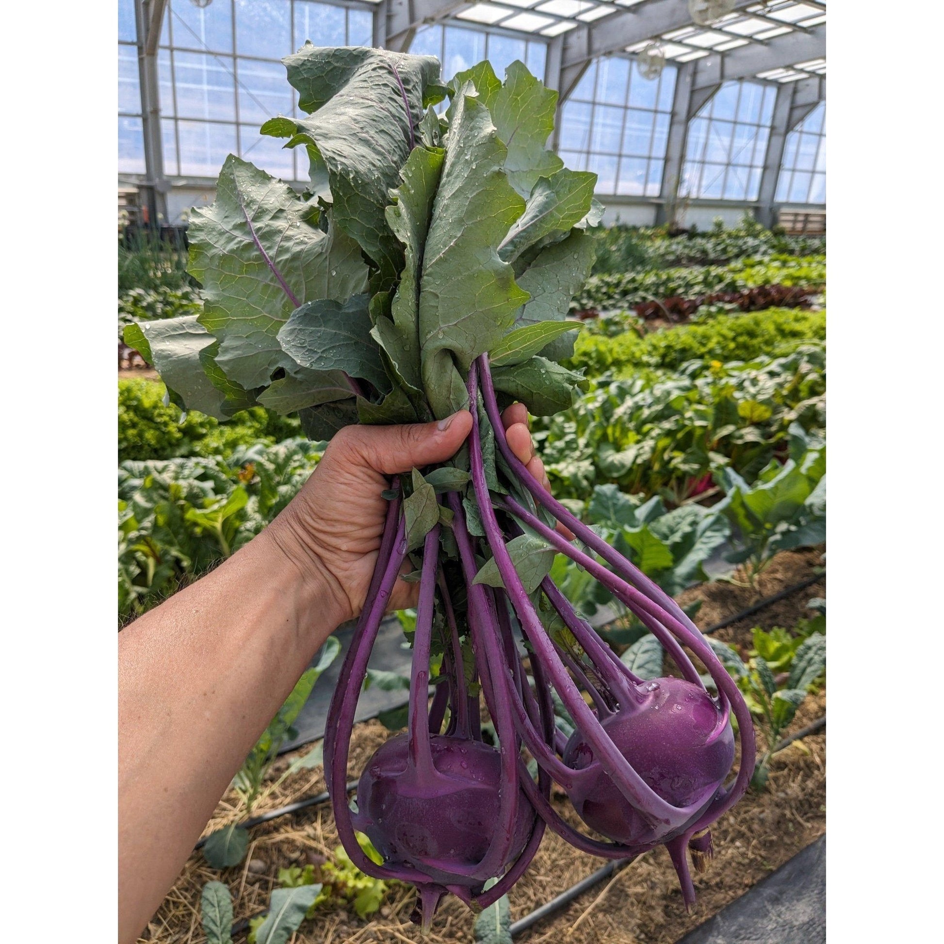 Soil - Grown Kohlrabi - Nutrient Farm