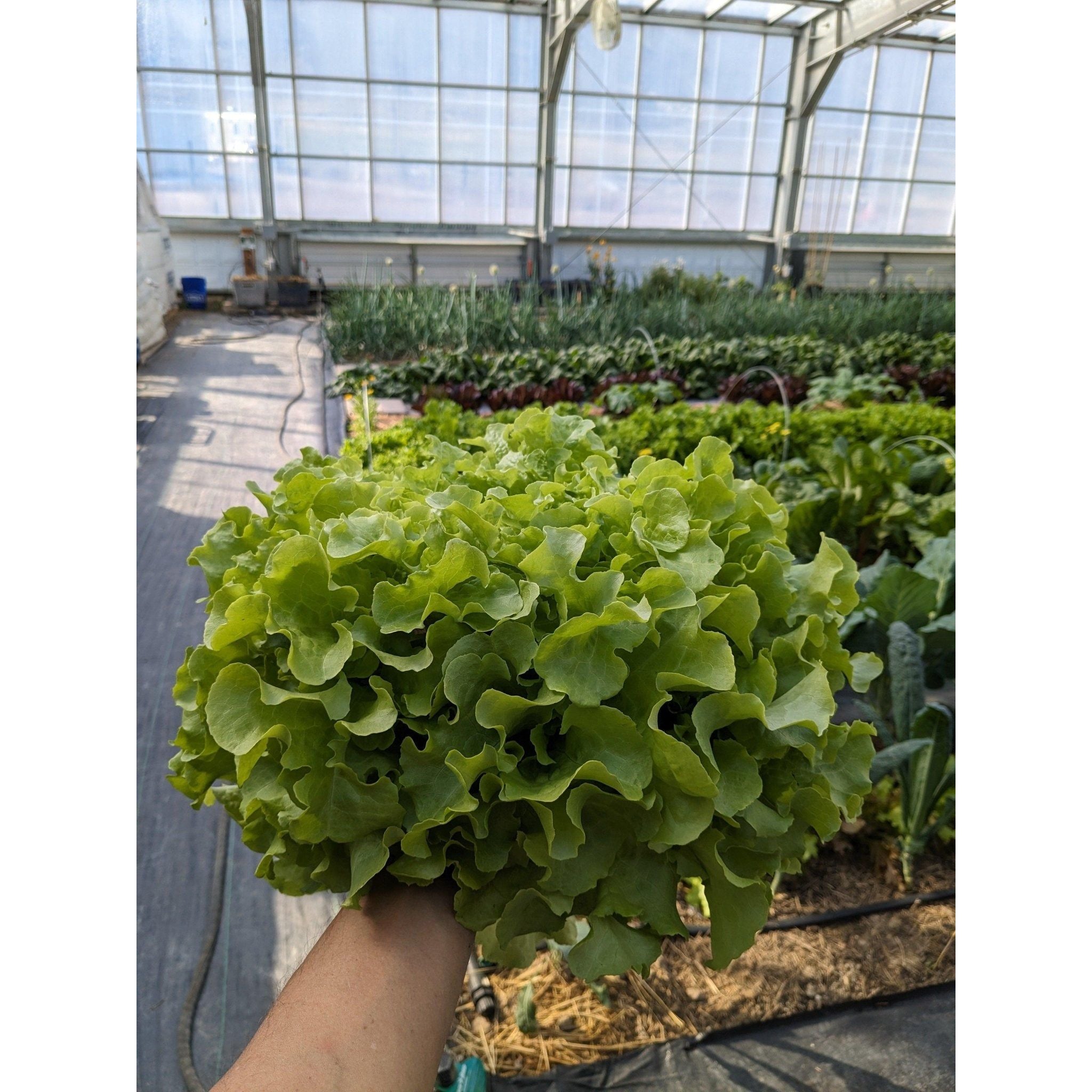 Soil - Grown Lettuce - Nutrient Farm