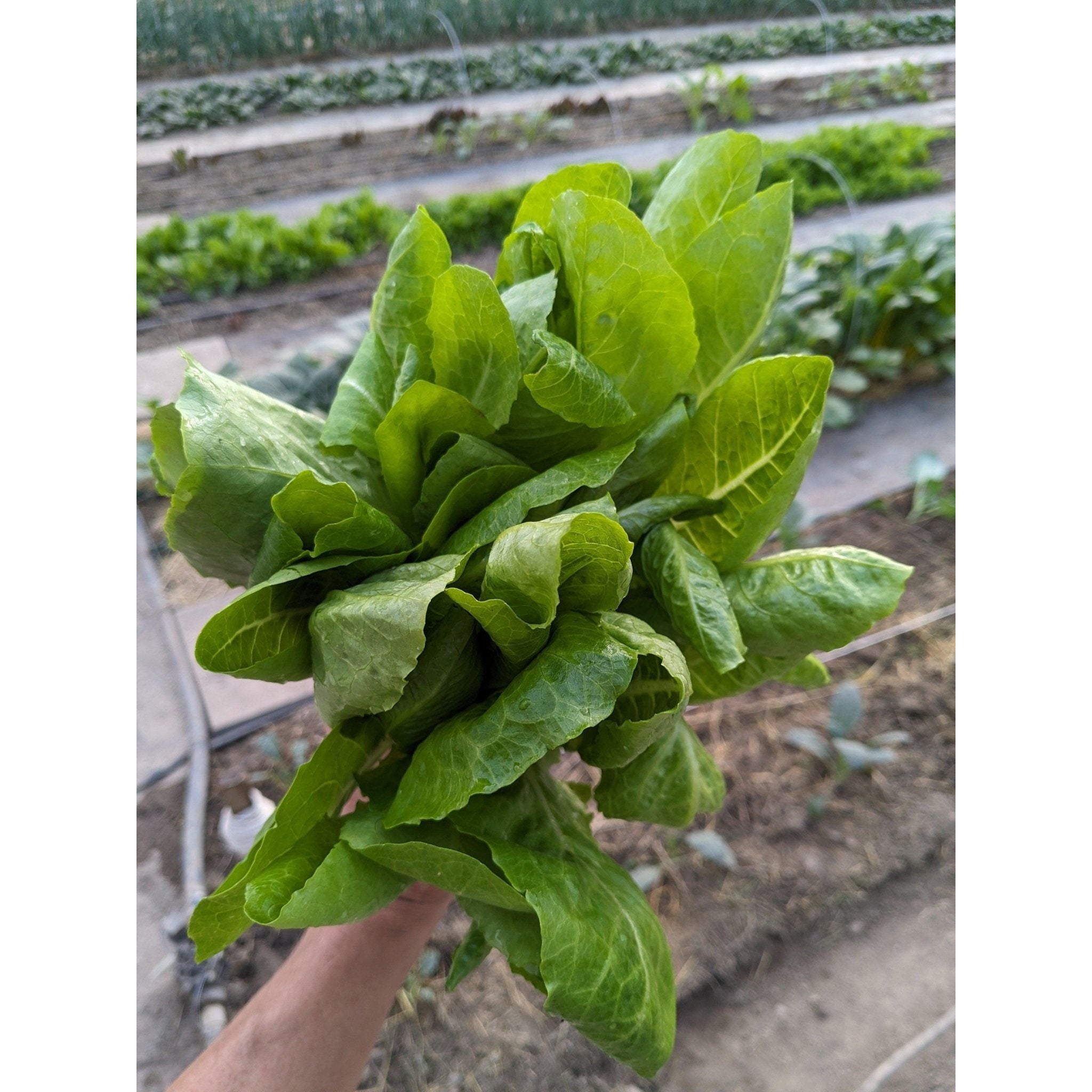 Soil - Grown Lettuce - Nutrient Farm