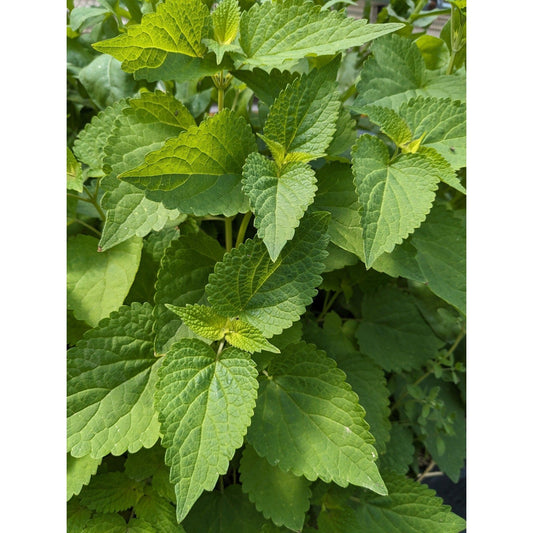 Soil - Grown Mint - Nutrient Farm