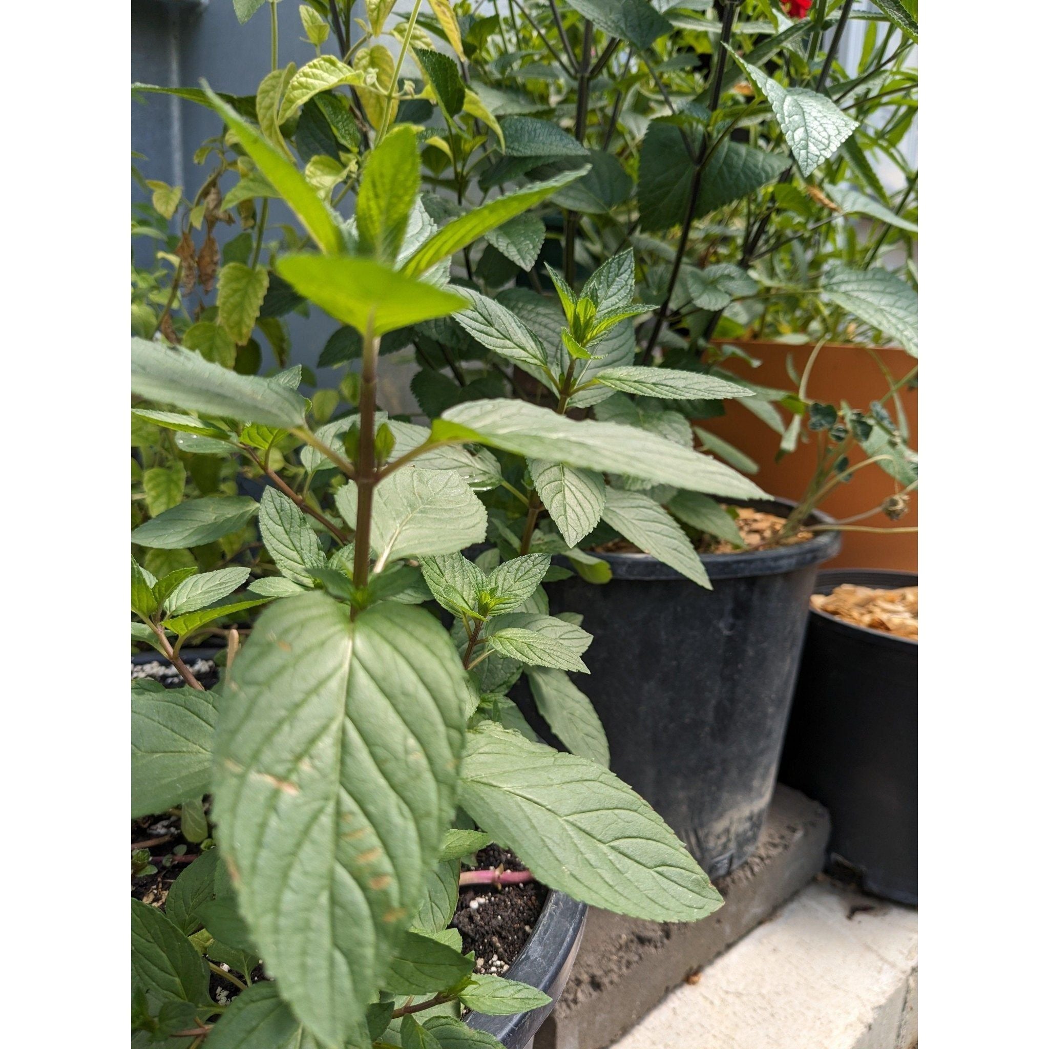 Soil - Grown Mint - Nutrient Farm