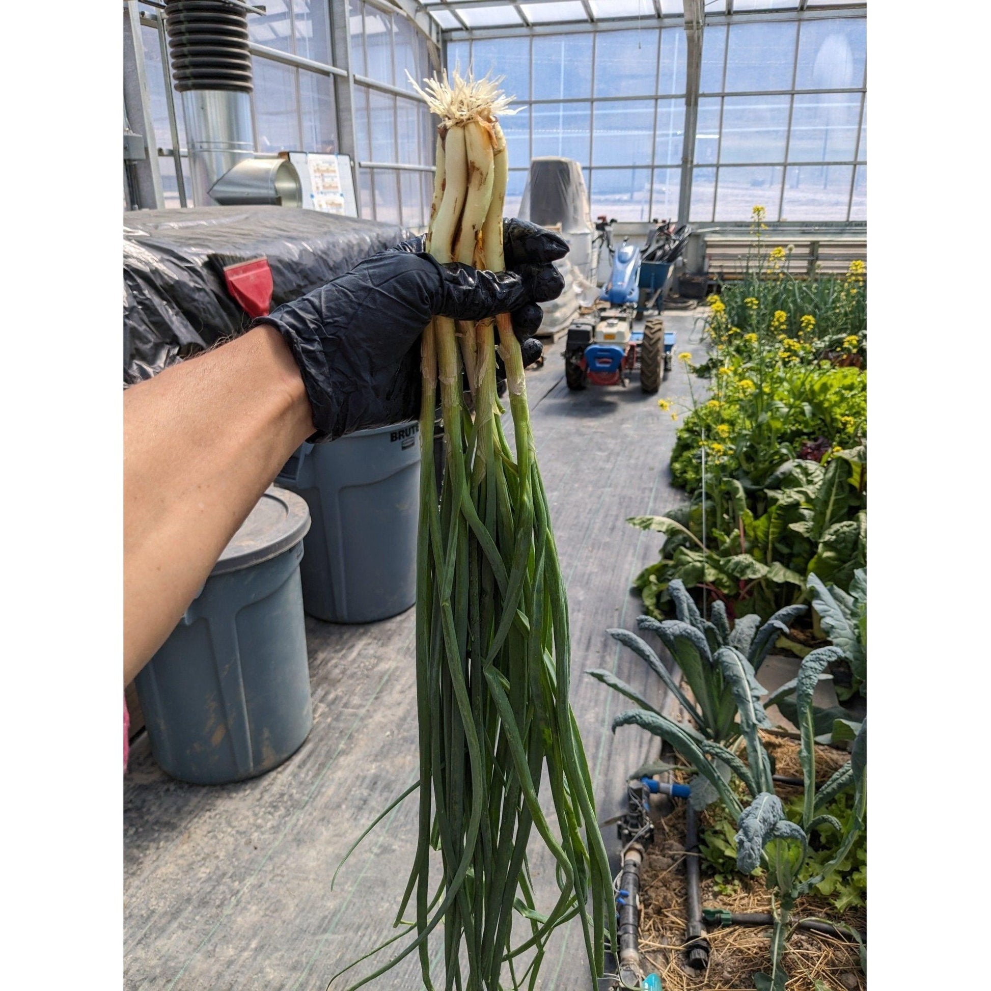 Soil - Grown Onion Green Bunching - Nutrient Farm