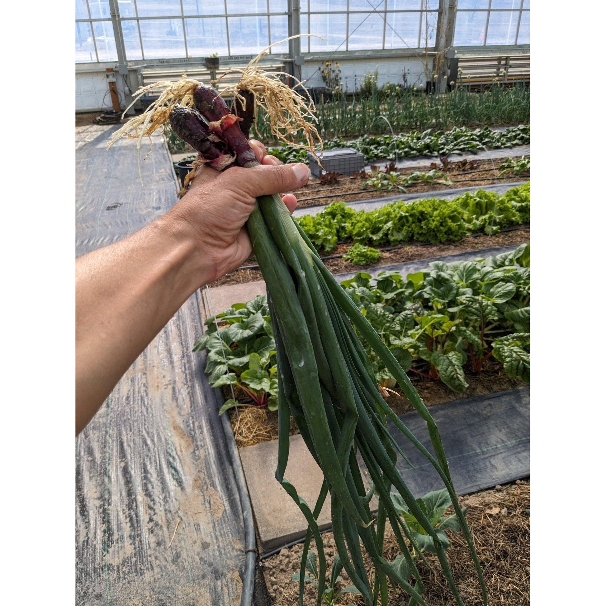 Soil - Grown Onion Green Bunching - Nutrient Farm