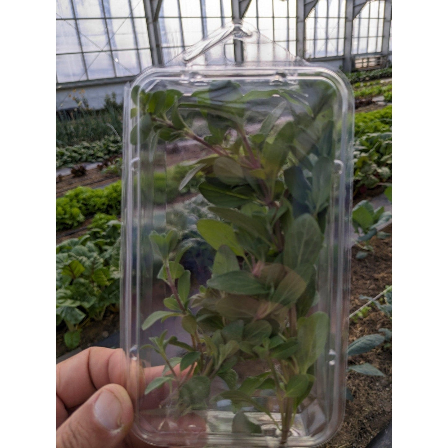 Soil - Grown Oregano - Nutrient Farm