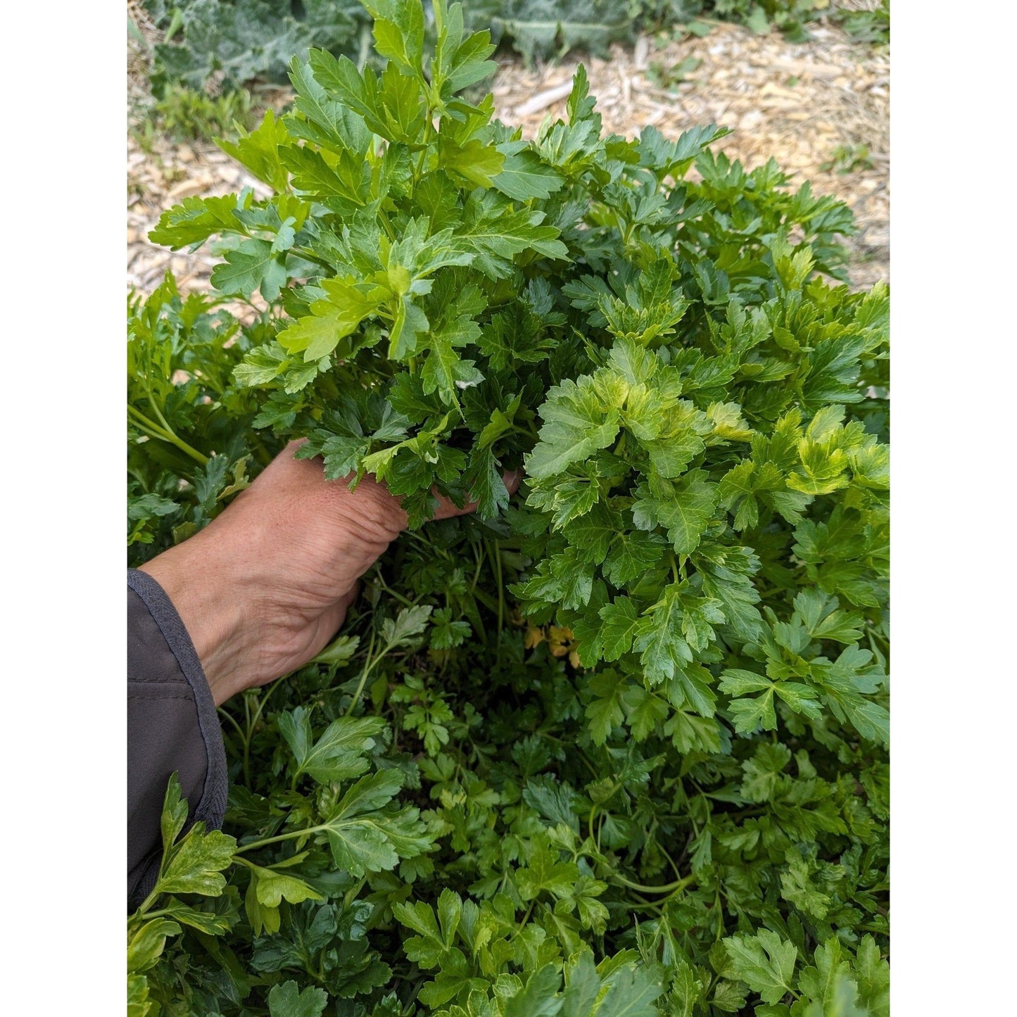 Soil - Grown Parsley - Nutrient Farm