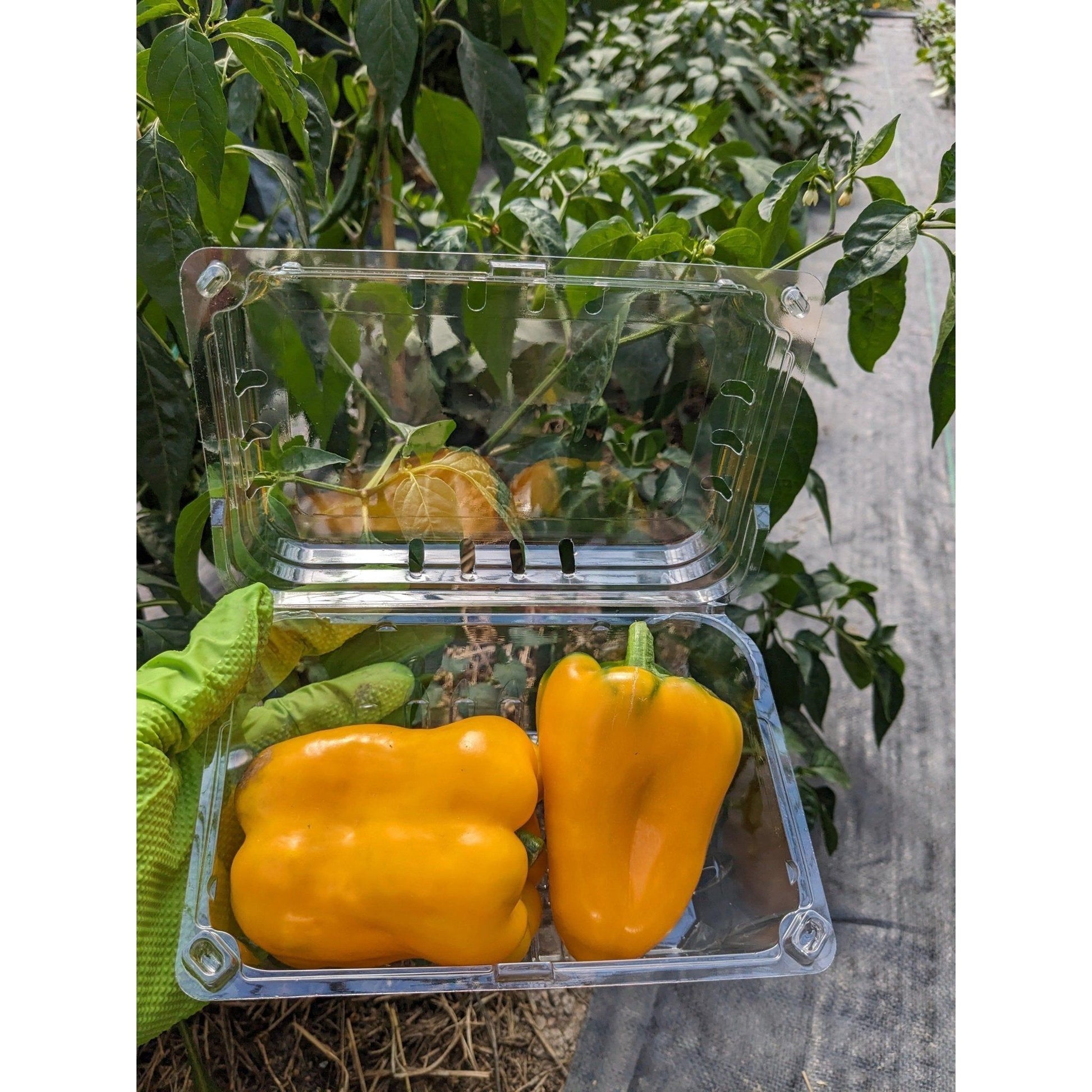 Soil - Grown Pepper Sweet - Nutrient Farm