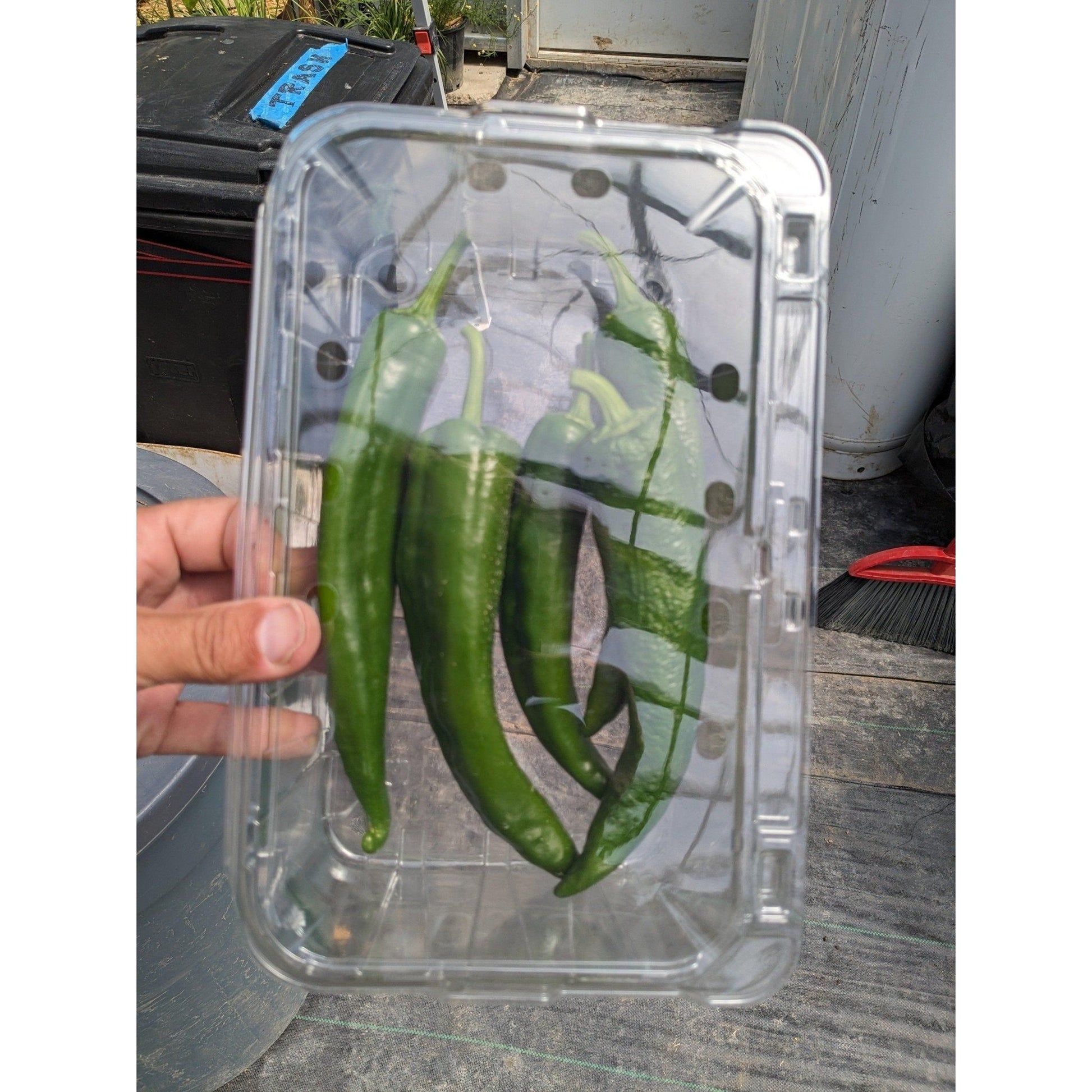 Soil - Grown Pepper Sweet - Nutrient Farm