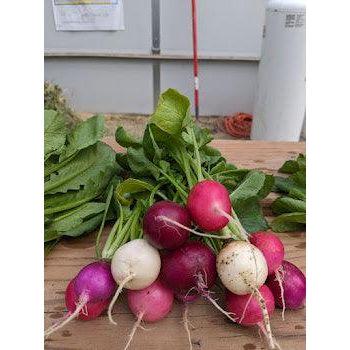 Soil - Grown Radish - Nutrient Farm