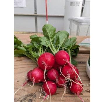 Soil - Grown Radish - Nutrient Farm