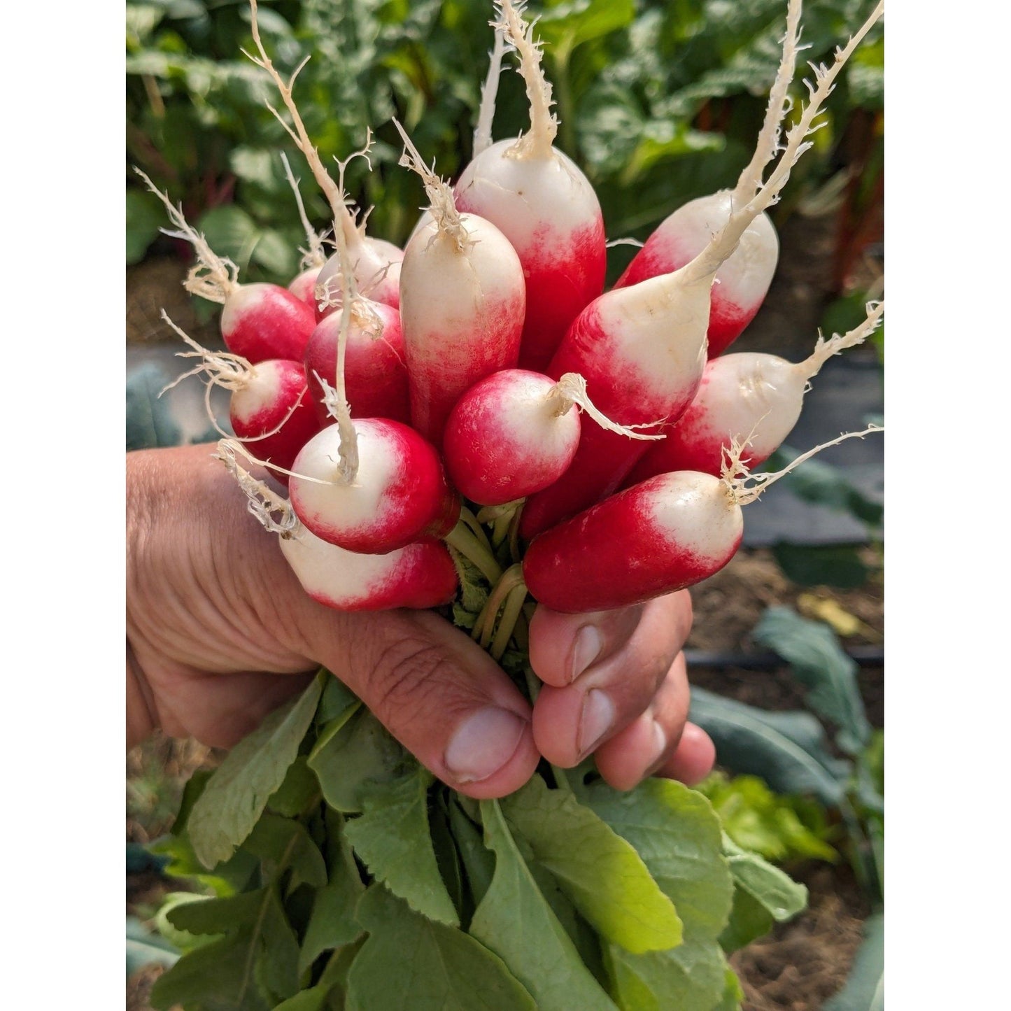 Soil - Grown Radish - Nutrient Farm