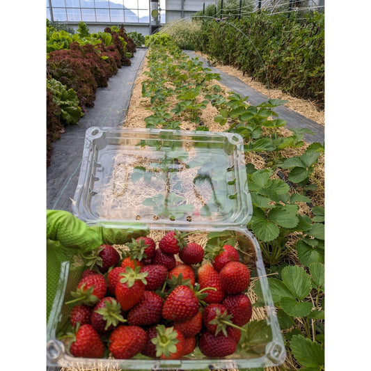 Soil - Grown Strawberry - Nutrient Farm