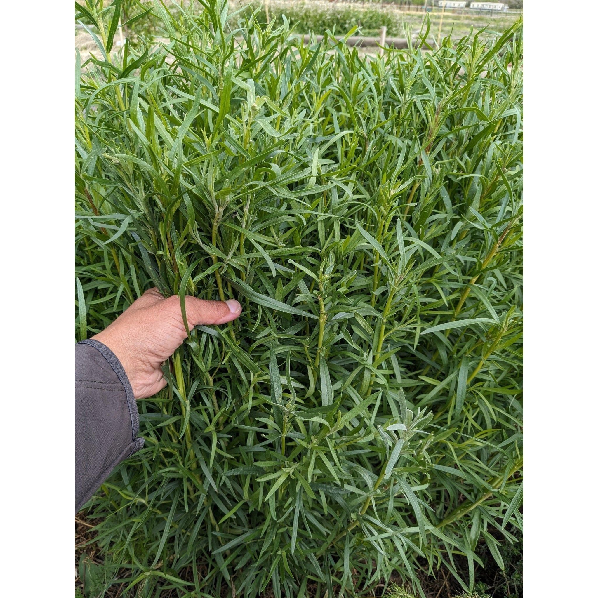 Soil - Grown Tarragon - Nutrient Farm