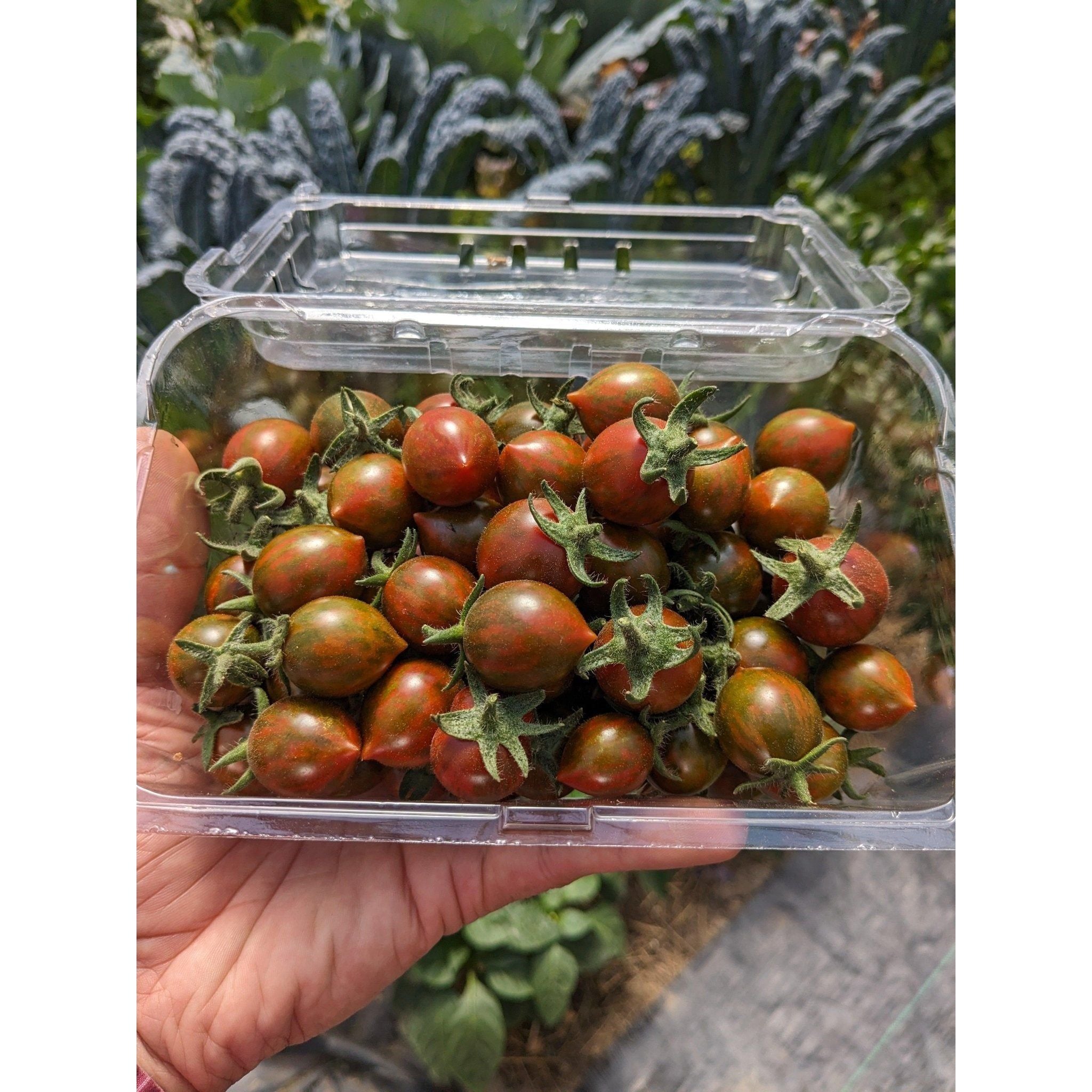 Soil - Grown Tomato Cherry - Nutrient Farm