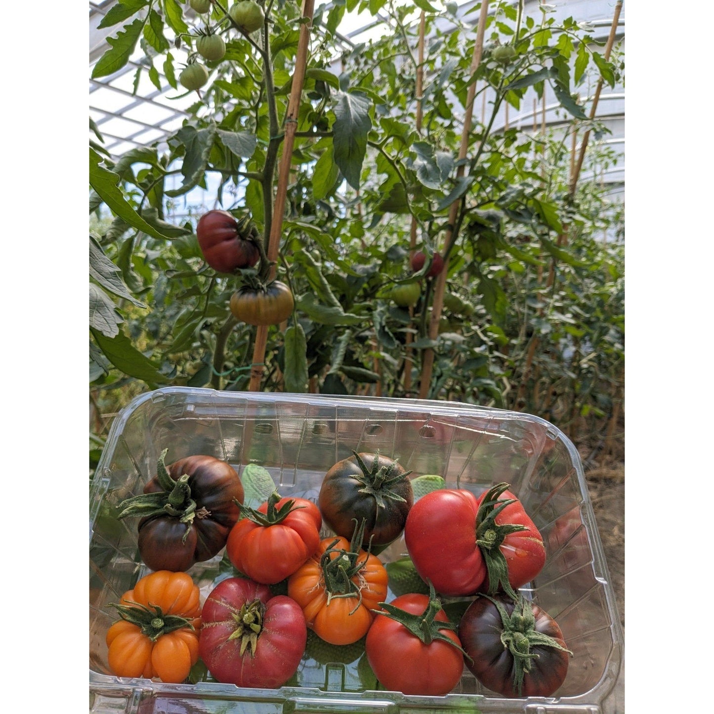 Soil - Grown Tomato Heirloom - Nutrient Farm