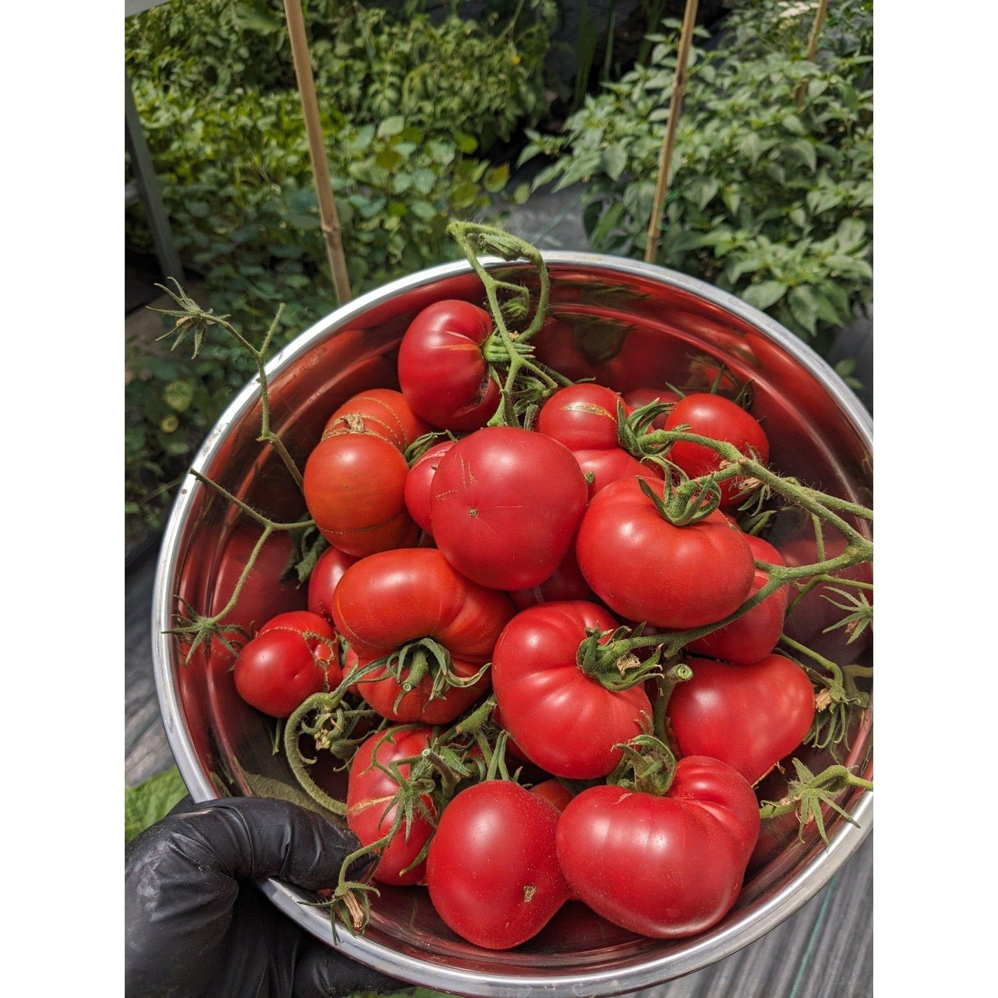 Soil - Grown Tomato Heirloom - Nutrient Farm