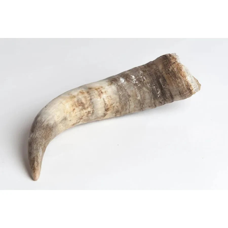 Cow Horn (for making Biodynamic Preparation #500 and #501)