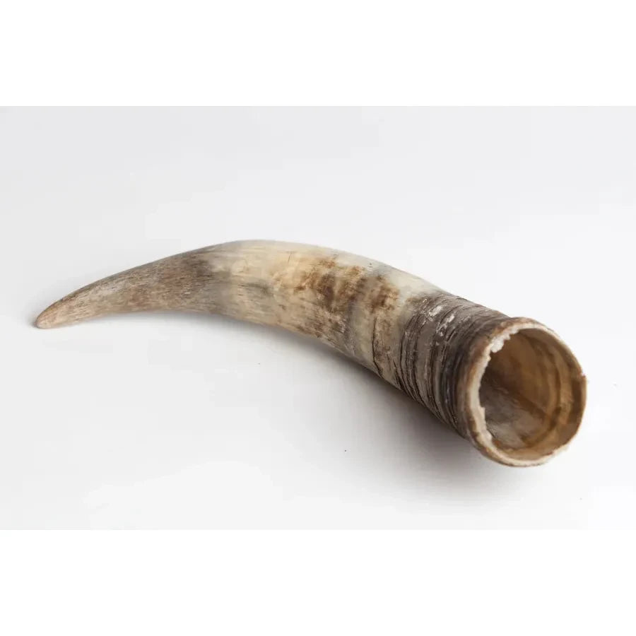 Cow Horn (for making Biodynamic Preparation #500 and #501)