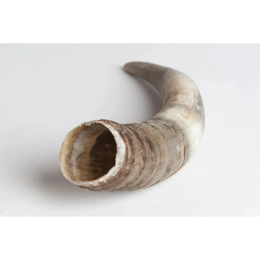 Cow Horn (for making Biodynamic Preparation #500 and #501)