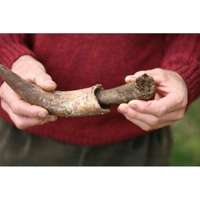 Cow Horn (for making Biodynamic Preparation #500 and #501)