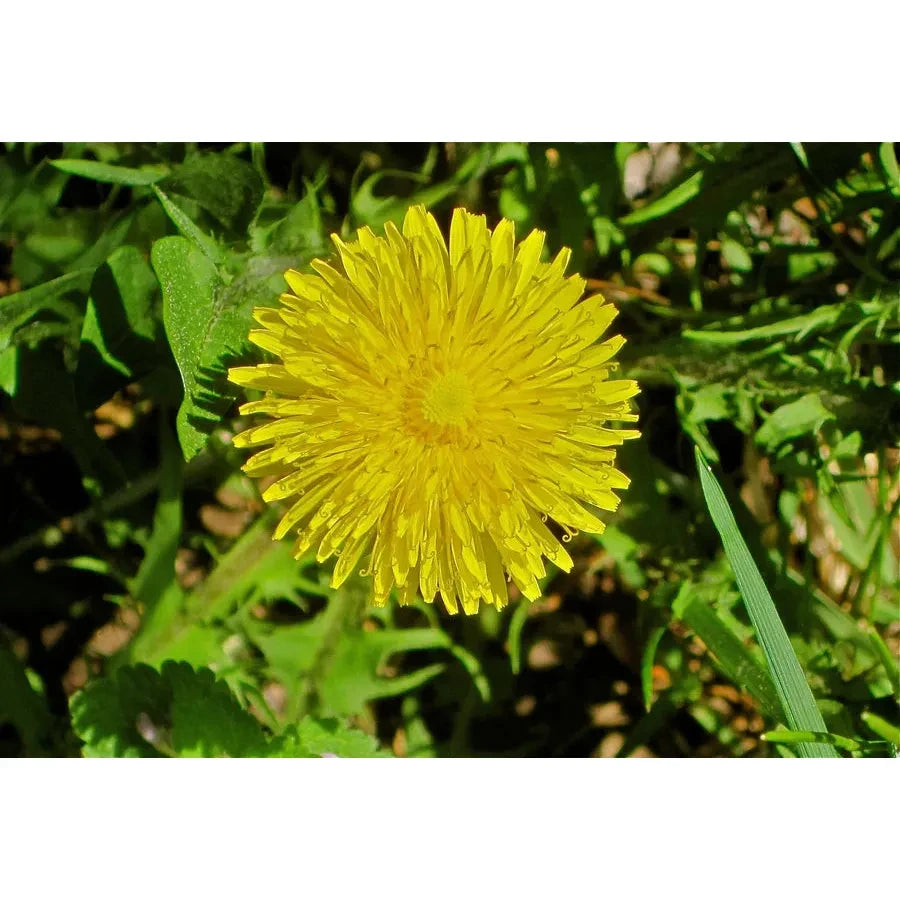 Biodynamic Preparation #506 Cow Mesentery Fermented Dandelion