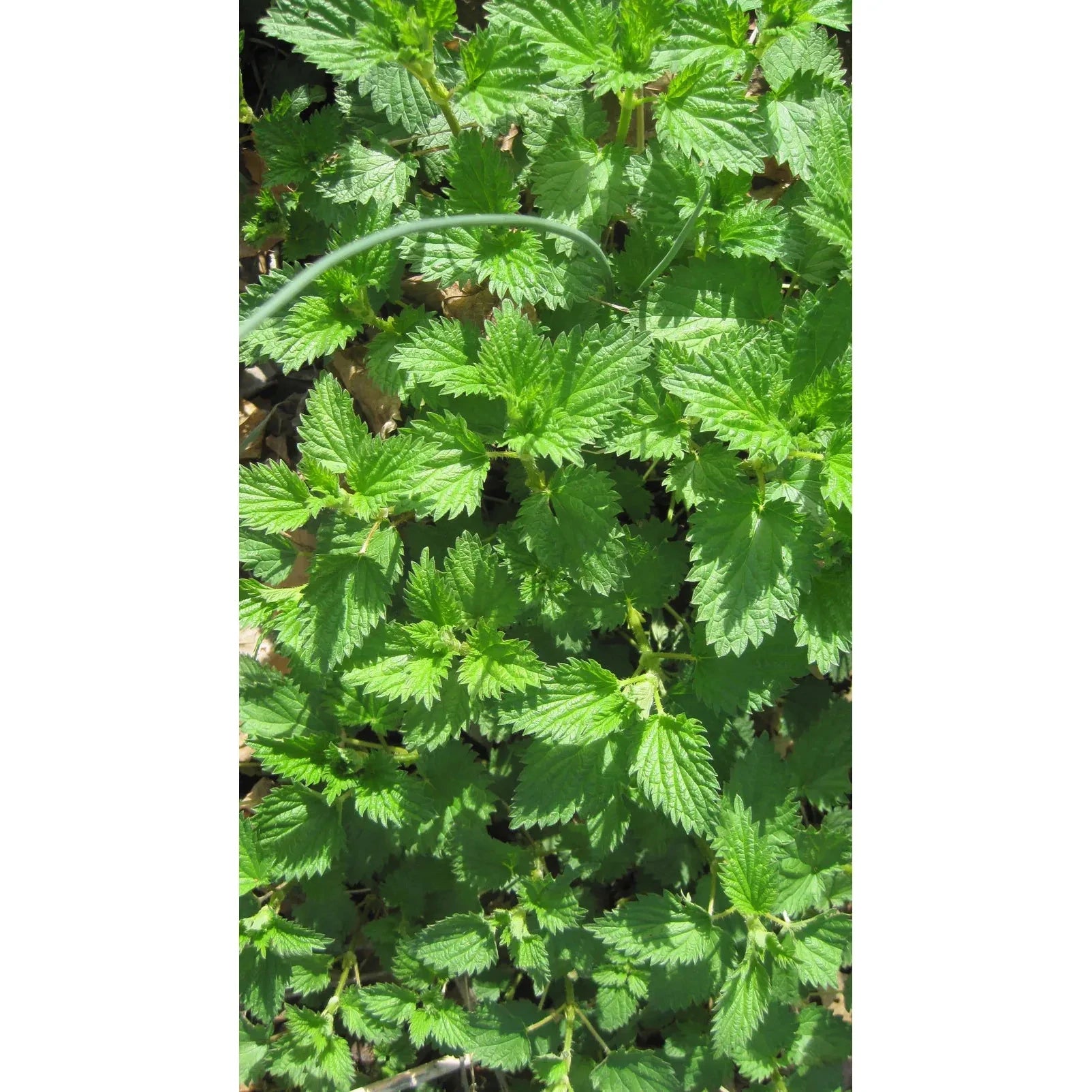 Biodynamic Preparation #504 Clay Pot Fermented Stinging Nettle