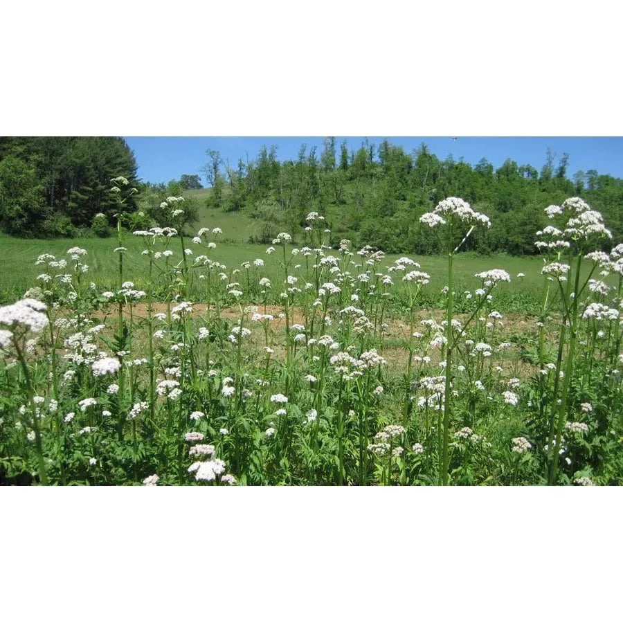 Biodynamic Preparation #507 Glass Jar Fermented Valerian