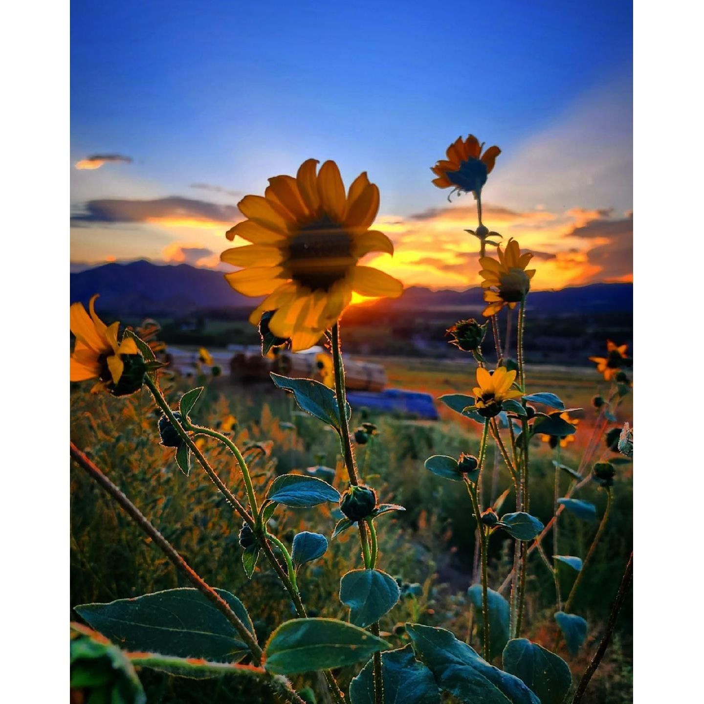 Wild Sun Flower Bouquet - Nutrient Farm